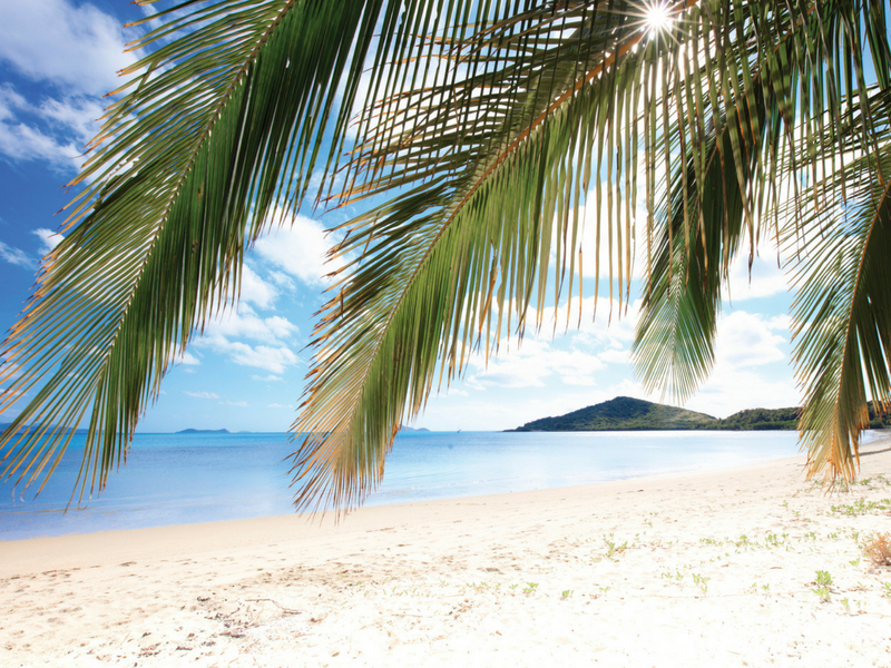 Palm Tree and white beach overlooking Gloucester Island at Hydeaway Bay in the Whitsundays